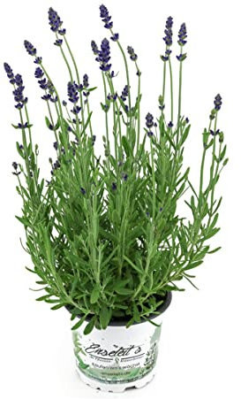 10er Set Lavendel Pflanze Hidcote Blue im 13cm Topf, Lavendula Angustifolia, winterhart