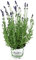 10er Set Lavendel Pflanze Hidcote Blue im 13cm Topf, Lavendula Angustifolia, winterhart