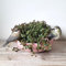 Deko Meise Vögel 12cm groß - Dekoration für Blumentöpfe - Wetterfest - Gartendeko - Vogeldeko für Topfrand - Lebensechte Tierfigur Statue
