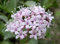 150 Graines de Valériane Officinale - plante médicinale- semences paysannes reproductibles - SemiSauvage
