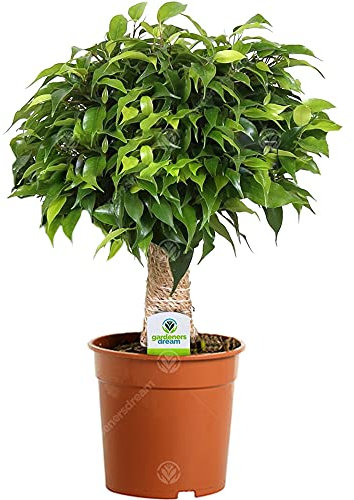 Ficus Light Green Kinky Stem - 1 Plant - House/Office Live Indoor Tree Pot