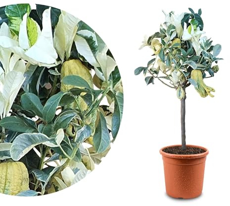Meine Orangerie Buddhas Hand Zitrone Panaché - Buntlaubige Hand Buddhas - echter Citrusbaum - 60 bis 90 cm - Citrus Medica Sarcodactylis 'variegato' - Hand of Buddha - Fruchtreife Zitruspflanze