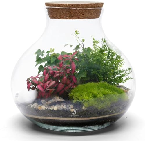 Tropical Glass Terrarium Kit with Plants, H: 24 cm, Light Up Terrarium Kit for Adults, Beginner Friendly Terrarium with All Materials and Guide, Terranium (with LED Cork Lid)