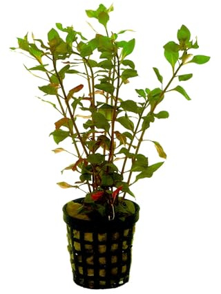 Aqua Essentials Ludwigia palustris red