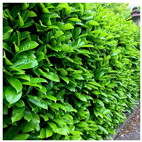 15 Cherry Laurel Fast Growing Evergreen Hedging Plants 30-50cm Tall Potted 3fatpigs®