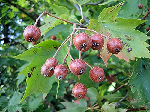 Green Future Pflanzenhandel Elsbeere Sorbus torminalis Pflanze 70-80cm Ruhrbeere Ruhrbirne Atlasbaum Rarität