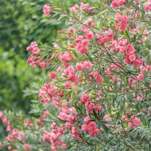 oleander samen winterhart - stauden winterhart mehrjährig, samen balkon hochbeet, blumensamen balkon winterharte stauden, sträucher winterhart winterharte pflanzen für garten, flower 5pcs