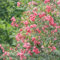 oleander samen winterhart - stauden winterhart mehrjährig, samen balkon hochbeet, blumensamen balkon winterharte stauden, sträucher winterhart winterharte pflanzen für garten, flower 5pcs