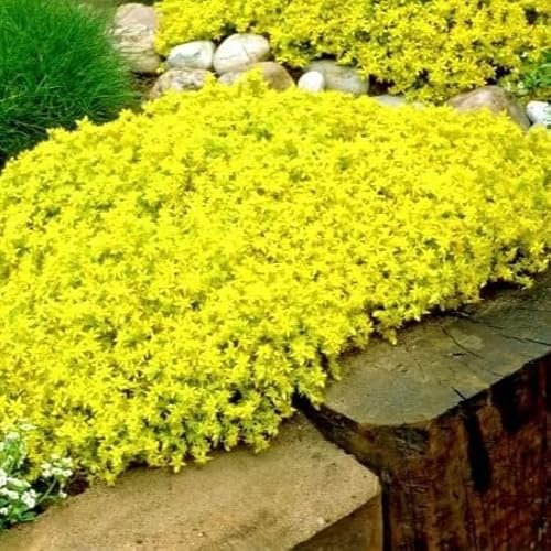 Yellow Stonecrop - 300 Seeds + freebie + Plant tag (Sedum Acre)