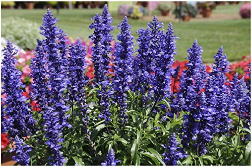 Lot de 50 graines de sauge farineuse Blue Plus - plantes annuelles