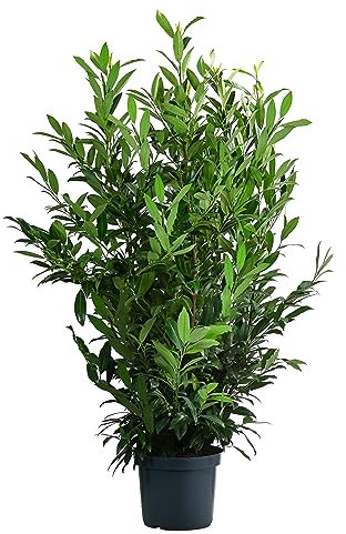 Dehner Kirschlorbeer Herbergii, Prunus laurocerasus, immergrüner Busch, 100-125 cm, 15 l Topf, Ziergehölz