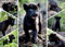 Nathan Puzzle 1500 Teile – Der letzte Jaguar – Gilles de Maistre – Erwachsene und Kinder ab 14 Jahren – Premium-Puzzle – Kollektion Wildlife – 12000932