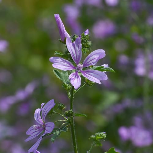 malve samen mehrjährig - deko wohnzimmer blumen deko kübelpflanzen winterhart steingartenpflanzen winterhart blumensamen als gastgeschenk outdoor pflanzen pflanzen für schatten draußen 350pcs