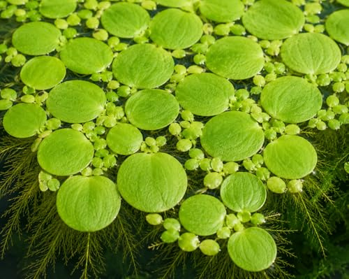 Große Wasserlinse (Spirodela polyrhiza), Schwimmpflanze für Aquarium und Gartenteich, natürliche Wasserpflanze Produziert Sauerstoff, hilft gegen Algen Und verbessert die Wasserqualität