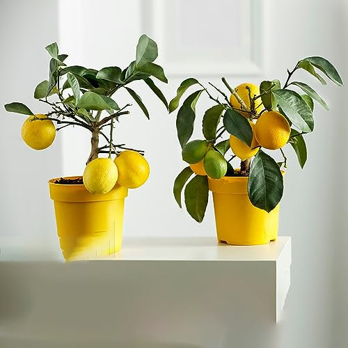 80 pcs Zitronenbaum Winterhart Samen, (Citrus limon) Pflanzen Balkon, Hochbeet Samen Kletterpflanzen Winterhart, Seeds Pflanzen Samen, Winterharte Kübelpflanzen Bonsai Topf, Garden