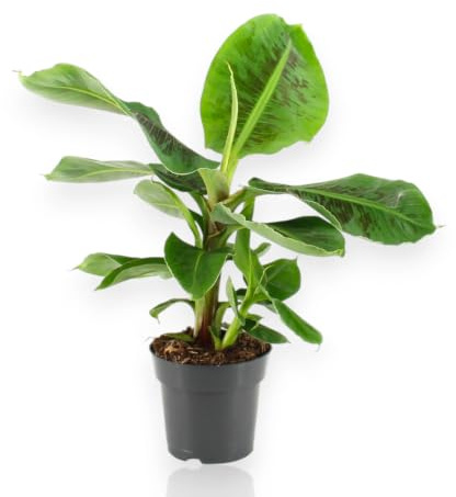 Gardenaria Musa Tropicana Pianta Ornamentale da Interno, Verde, 50 cm, Vaso 17