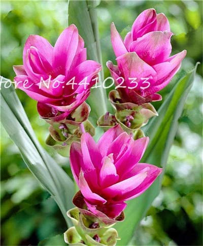 Sumpf frisch 100 Stück Curcuma Blumensamen zum Pflanzen rosa 2