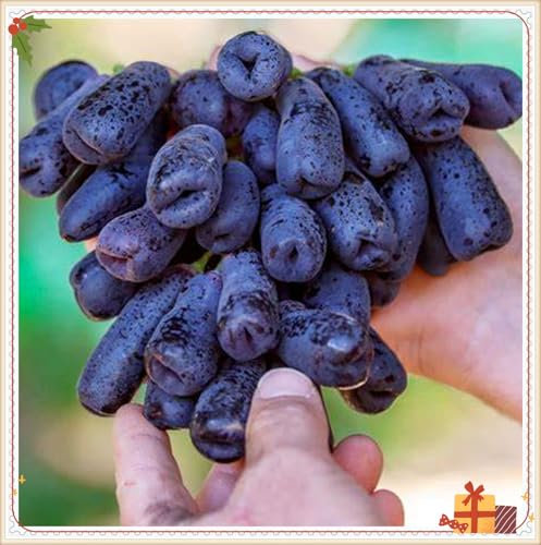 Raíces de uva, especialistas en plantación, vid de uva de dedo rara, ideal para plantar en otoño, requiere un mantenimiento mínimo, 4 bombillas-E