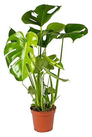 Monstera Deliciosa - Costilla de Adán - Plantas Naturales Interior - Purificador de Aire - ⌀17 cm - 50-60 cm