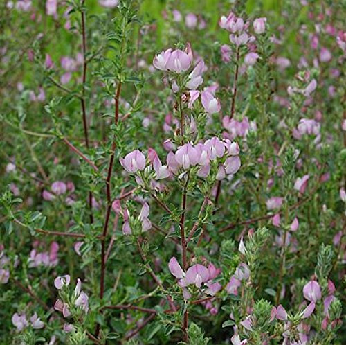 Dornige Hauhechel - Ononis spinosa - lebende Gartenpflanze aus den Baumschulen