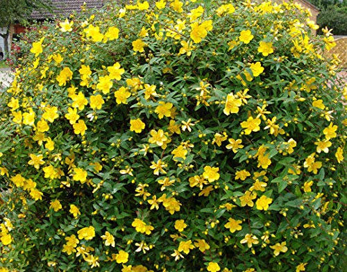 Portal Cool 3X Hypercuim Hidcote Erba di San Giovanni Arbusto Yelllow Fiori Hardy o bordura Bush