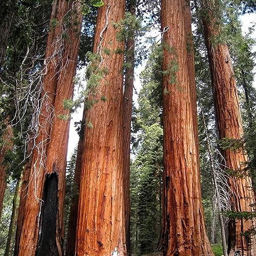 PERZOE 20 semi di piante rosse di sequoia di sequoia della grande costa dell'albero, decorazioni da giardino 20 semi di sequoia