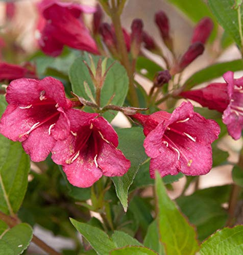 Weigelie Bristol Ruby 30-40cm - Weigela - lebende Gartenpflanze aus den Baumschulen