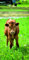 Türtapete Türposter selbstklebend – Kalb auf der Weide - 90x205cm und 100x210cm - Fototapete Poster Türfolie Tapete – T00168