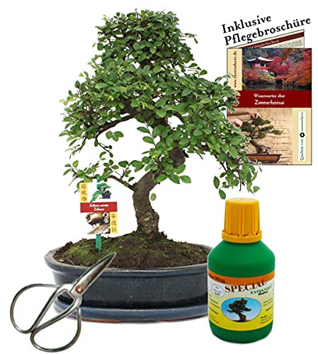 Exotenherz - Bonsai - Chin. Ulme - Ulmus parvifolia - ca. 10 Jahre 25cm Schale - Geschenk-Set mit Schere und Dünger