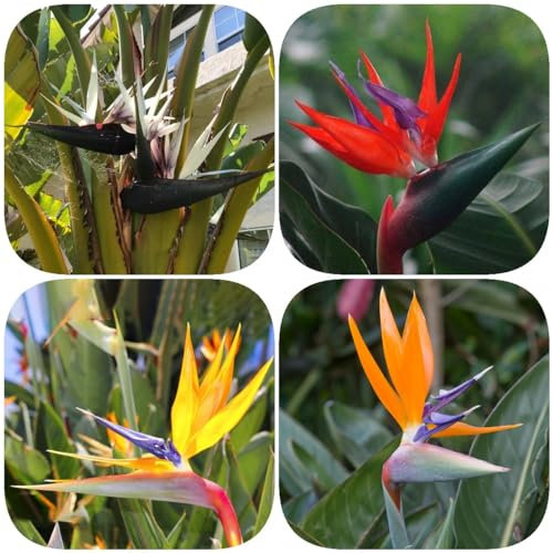 80 pcs strelitzie pflanze samen, geschenke für gartenfreunde, winterharte stauden für pralle sonne, Paradiesvogelblume (Strelitzia reginae) - balkonpflanzen, alte sorten saatgut frühlingsblumen,