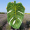Beyond Deco Handgetufteter grüner Monstera-Blatt-Teppich, Palmblatt-Form, flauschig, für Kinderzimmer, Designer-Teppich, lustig, Heimdekoration, maschinenwaschbar, 89 x 58 cm