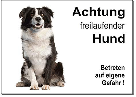 Border Collie-Freilaufender Hund-Schild-Hundeschild-300 x 200 x 3 mm-Aluminium-Tierschild-Warnschild-Hinweisschild (1451-116 mit Löcher)