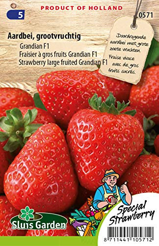 Fraisier Grandian F1 (gros fruits) - Légumes ou plantes à fruit
