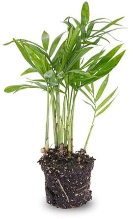 Salonpalme - Chamaedorea elegans 'baby' - Zimmerpflanze - Terrarienpflanze
