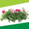 Geranios con Flor - Pack 6 Unidades - Flores Naturales - Plantas Vivas para Terraza y Jardín - Muy Resistentes