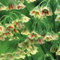 Fritillaria meleagris zwiebel,Winterhart mehrjährig,fritillaria Zwiebel Winterhart,fritillaria Meleagris,fritillaria Stenanthera,Fritillaria persica,fritillaria imperialis.-2zwiebel-H