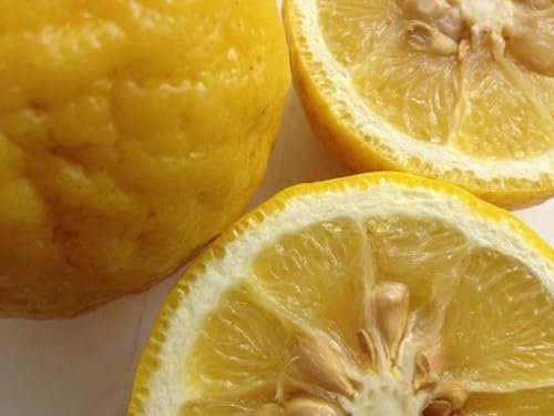 CITRUS limon BUSH - Albero di limone australiano nano - 10 semi freschi