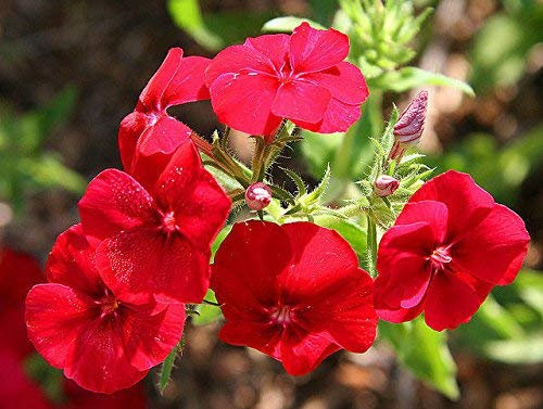 New Phlox Drummond, rote Blume, 170 + Samen!