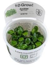 Tropica - Anubias Mini Coin in vitro