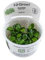 Tropica - Anubias Mini Coin in vitro