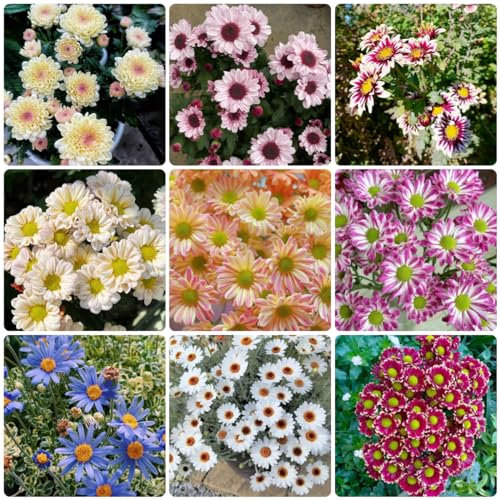 200 pcs gänseblümchen samen mehrjährig - blumensamen gastgeschenk, samen Gänseblümchensamen - Bellis perennis - zimmerpflanzen samen, samen balkon winterharte pflanzen, gartenpflanzen