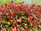 Photinia Red Robin 10 Semi Photinia Red Robin fraseri:Seeds