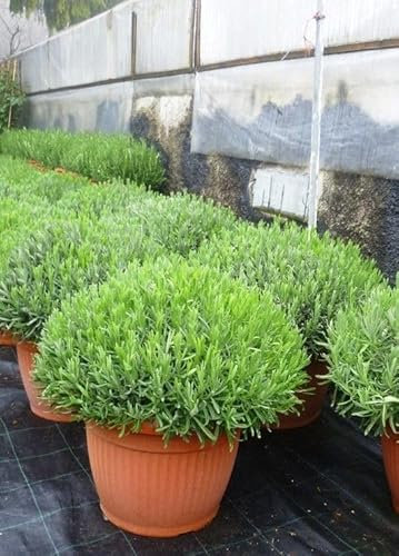 Lavendel Pflanze im Terrakotta-Topf, 30-50cm cm Durchmesser, Grün, Winterhart