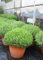 Lavendel Pflanze im Terrakotta-Topf, 30-50cm cm Durchmesser, Grün, Winterhart