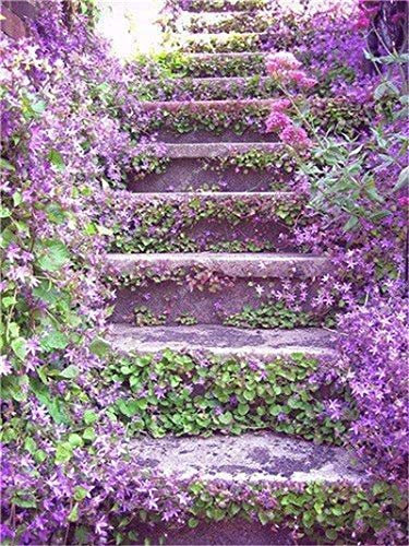 7: 100 pezzi Semi di fiori di gelsomino rampicante esotici Semi di gelsomino colorati Pianta profumata Semi di gelsomino arabo Pianta bonsai Giardino domestico