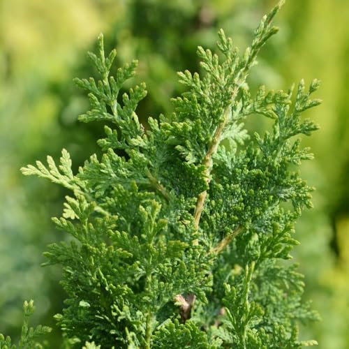 Thuja occidentalis 'Degroot's Spire' - Elegant Columnar Evergreen Conifer with Dense Foliage and Purple Tint, Ideal as Specimen Tree or Avenue Planting, 1X 3 Litre Pots by Thompson and Morgan