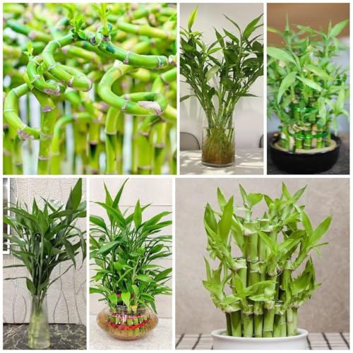 Semi reali di bambù della fortuna bambù interno purificatore idroponico Cultivo idroponico 30pcs