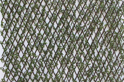 Expanding Willow Garden Trellis With Buxus Leaves 2m x 1m