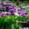 15 pcs allium giganteum zwiebeln, nachhaltigkeit geschenke luftreinigende zimmerpflanzen zierlauch - riesenlauch - Hydrokultur Seltene Pflanzenserie - bienenfreund seltene pflanzen