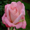 Winterharte Rosenknolle, Strauchrose. Duftende mehrjährige Gartenpflanze mit Sommerblüten.-4 Pflanze-D